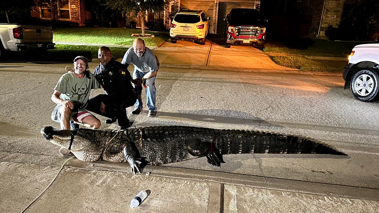 Texas deputies help wrangle 10-foot alligator found in the middle of a road