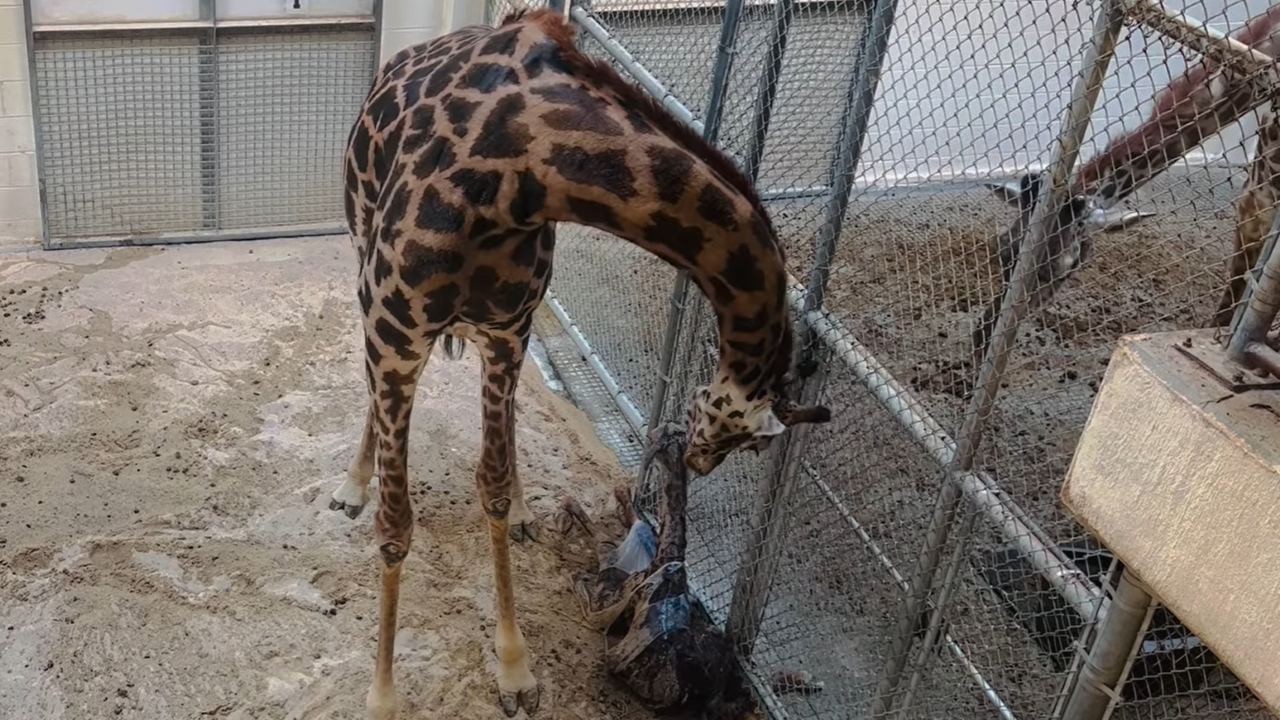 Endangered Masai giraffe surprises visitors by giving birth at a Virginia zoo