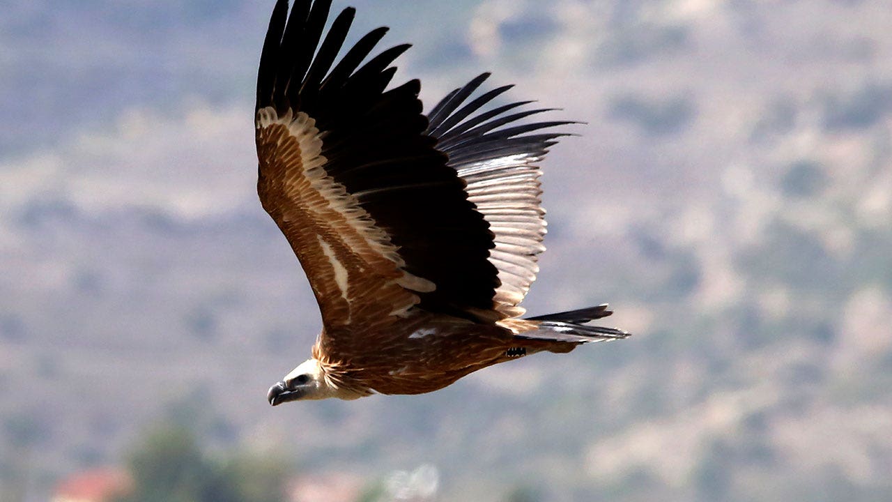 Spanish vultures released in Cyprus to revive population after deliberate poisoning