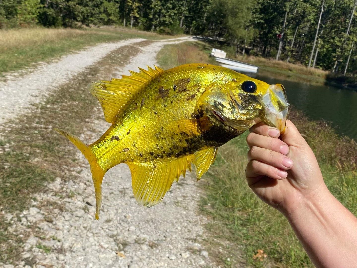 Missouri woman catches rare golden crappie