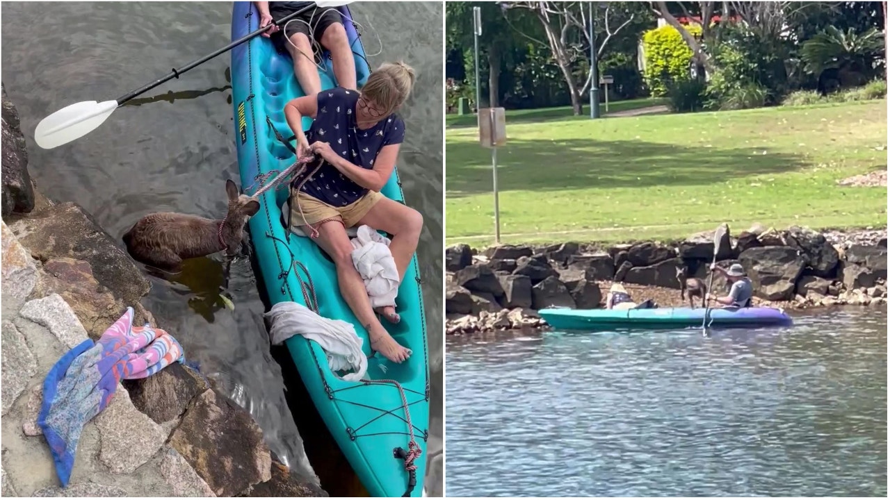 Australian kayakers rescue stranded kangaroo, pull to safety across shark-infested waters