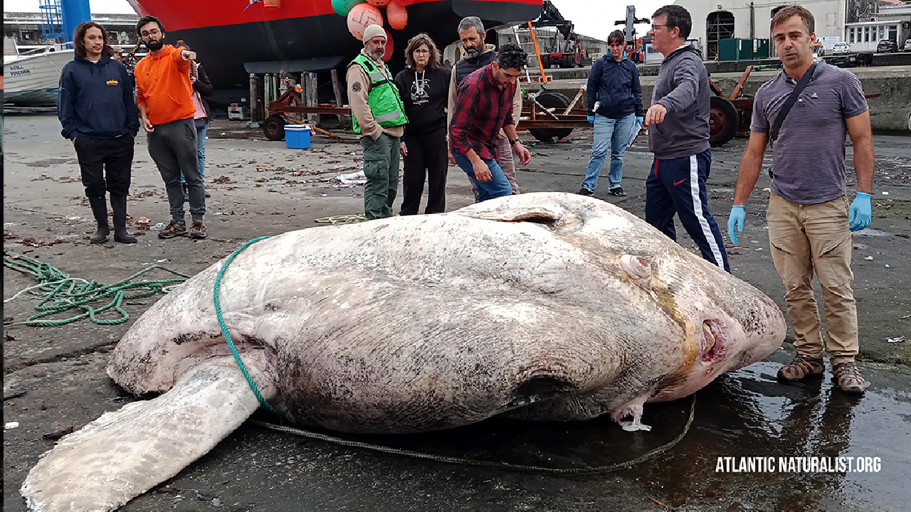 Giant Sunfish World Size Record Small Cropped 