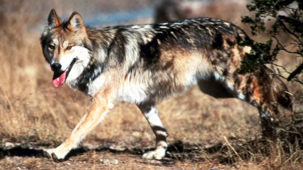 One of the most genetically-valuable Mexican wolves found dead in New Mexico