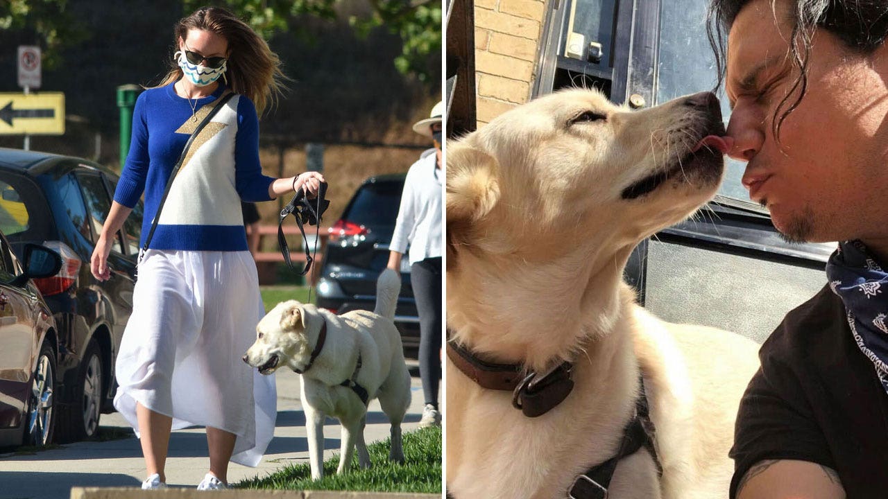 Olivia Wilde's dog Gordy was rehomed, rescue clarifies