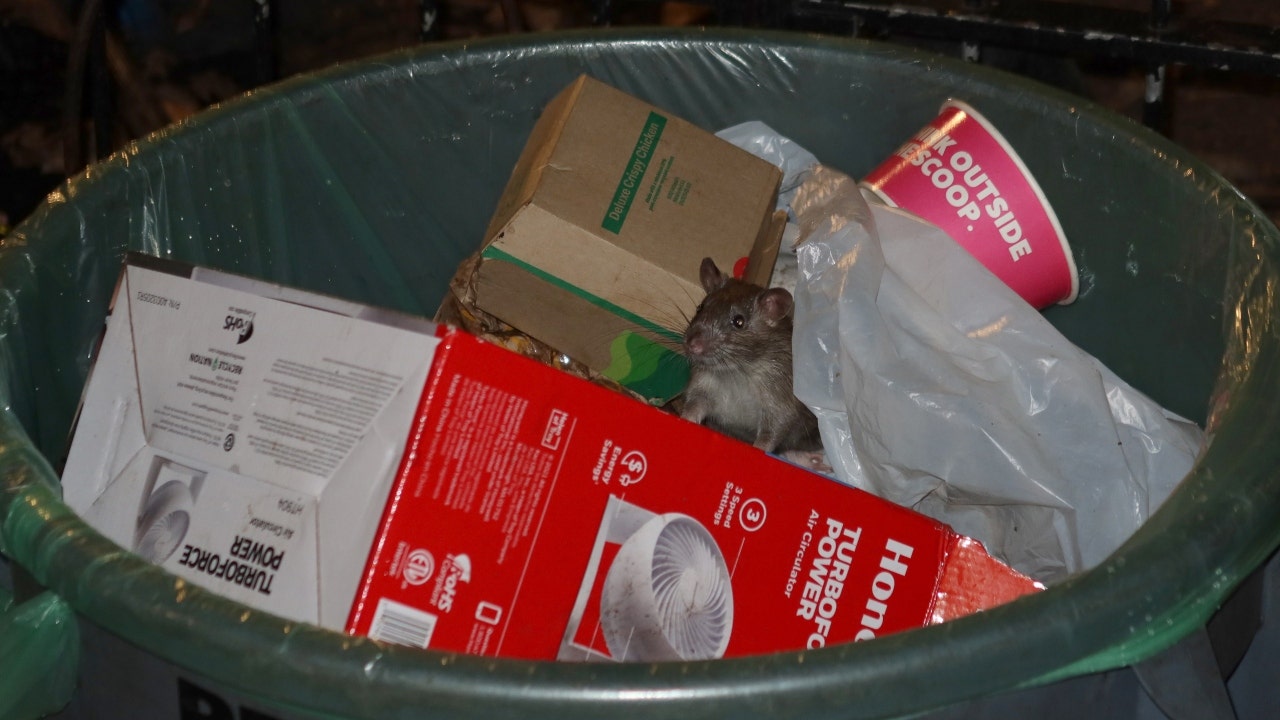 RAT APOCALYPSE! Toronto's new home invaders are growing in shocking numbers