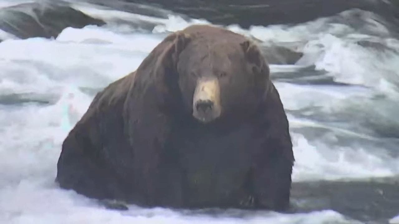 Fat Bear Week In Alaska. Gunboards Forums