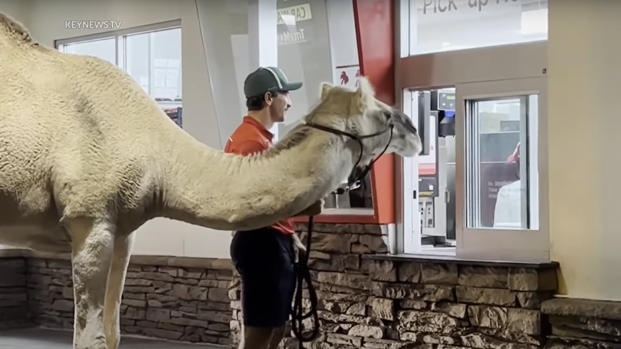 Man takes rescue camel to Las Vegas In-N-Out to get French fries