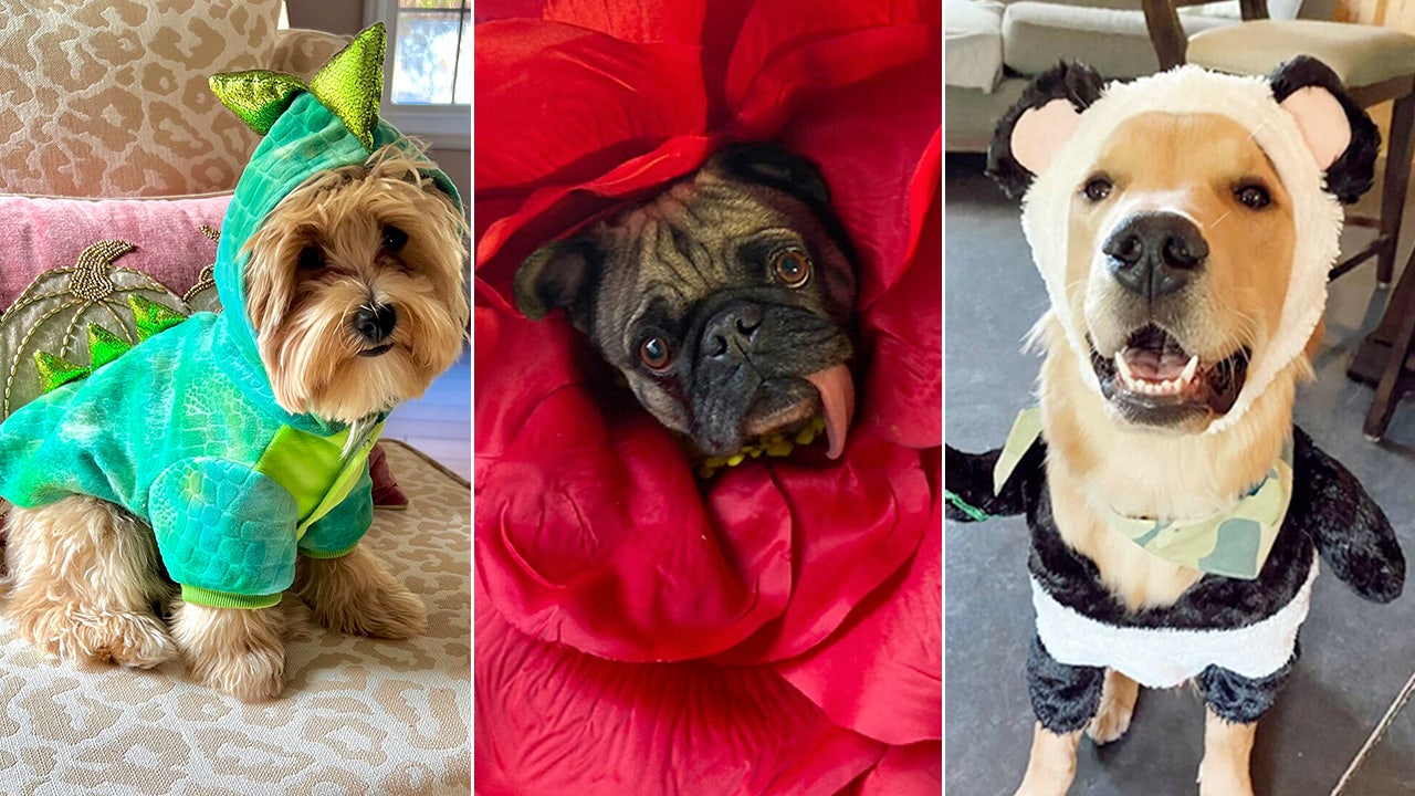 Photos: Best 2022 pet costume submissions from around the US this Halloween