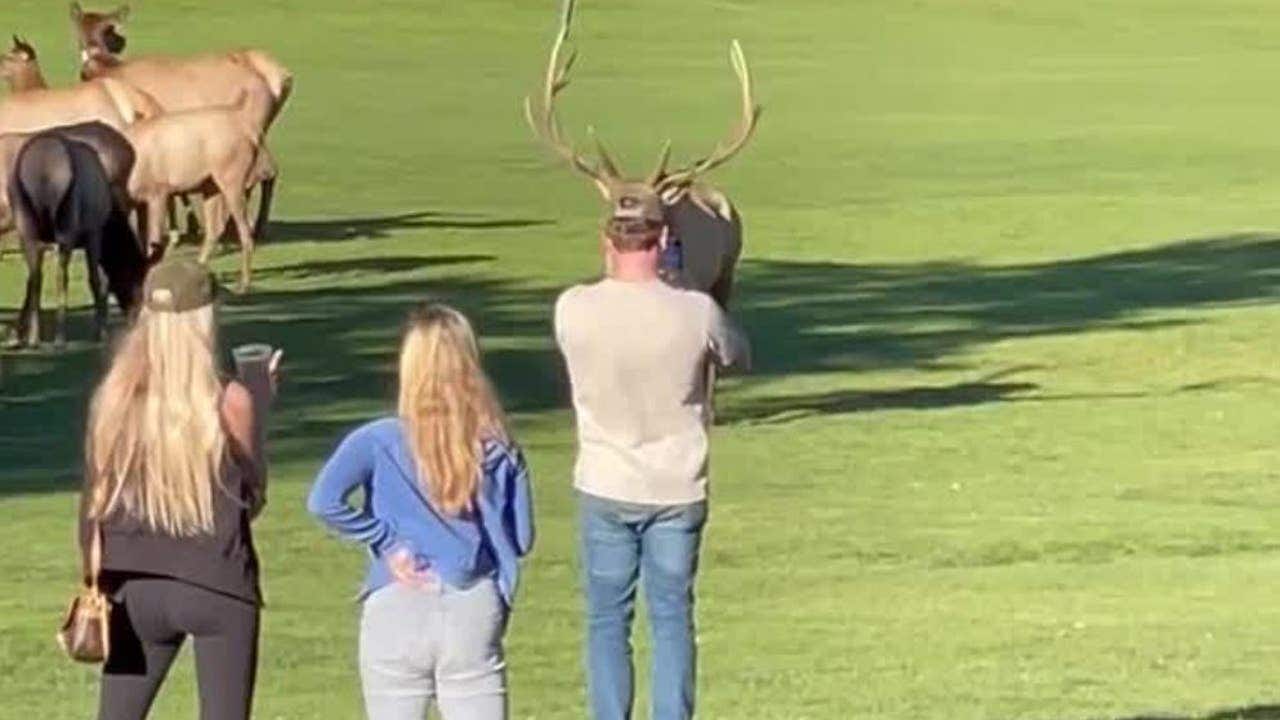 Caught On Video Agitated Bull Elk Charges Man In Colorado National 