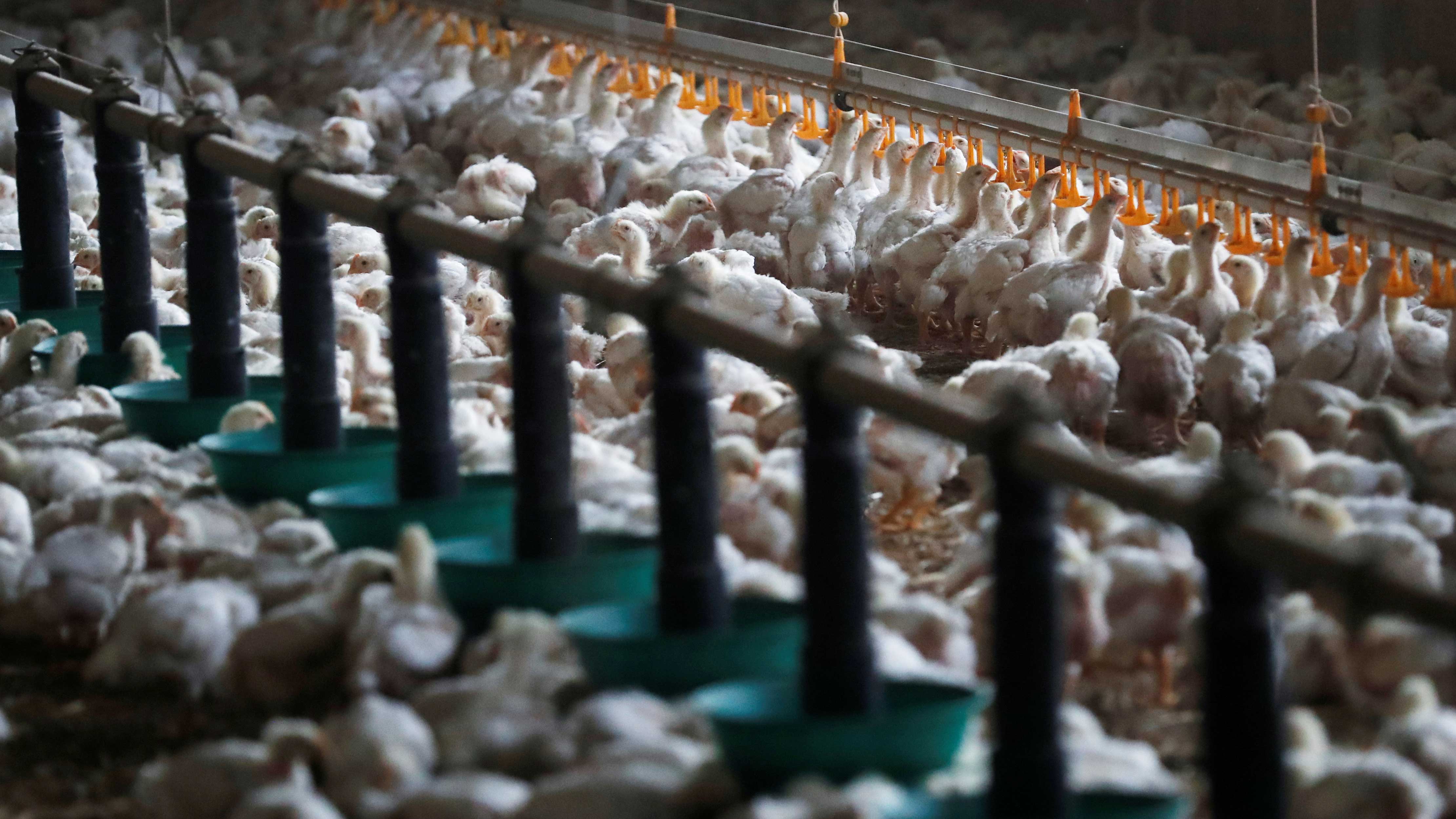 Europe sees worst bird flu outbreak in its history this year Fox News