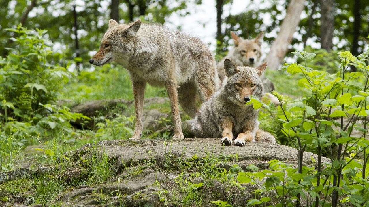 Massachusetts dog walker surrounded by pack of coyotes: How to keep kids, dogs safe