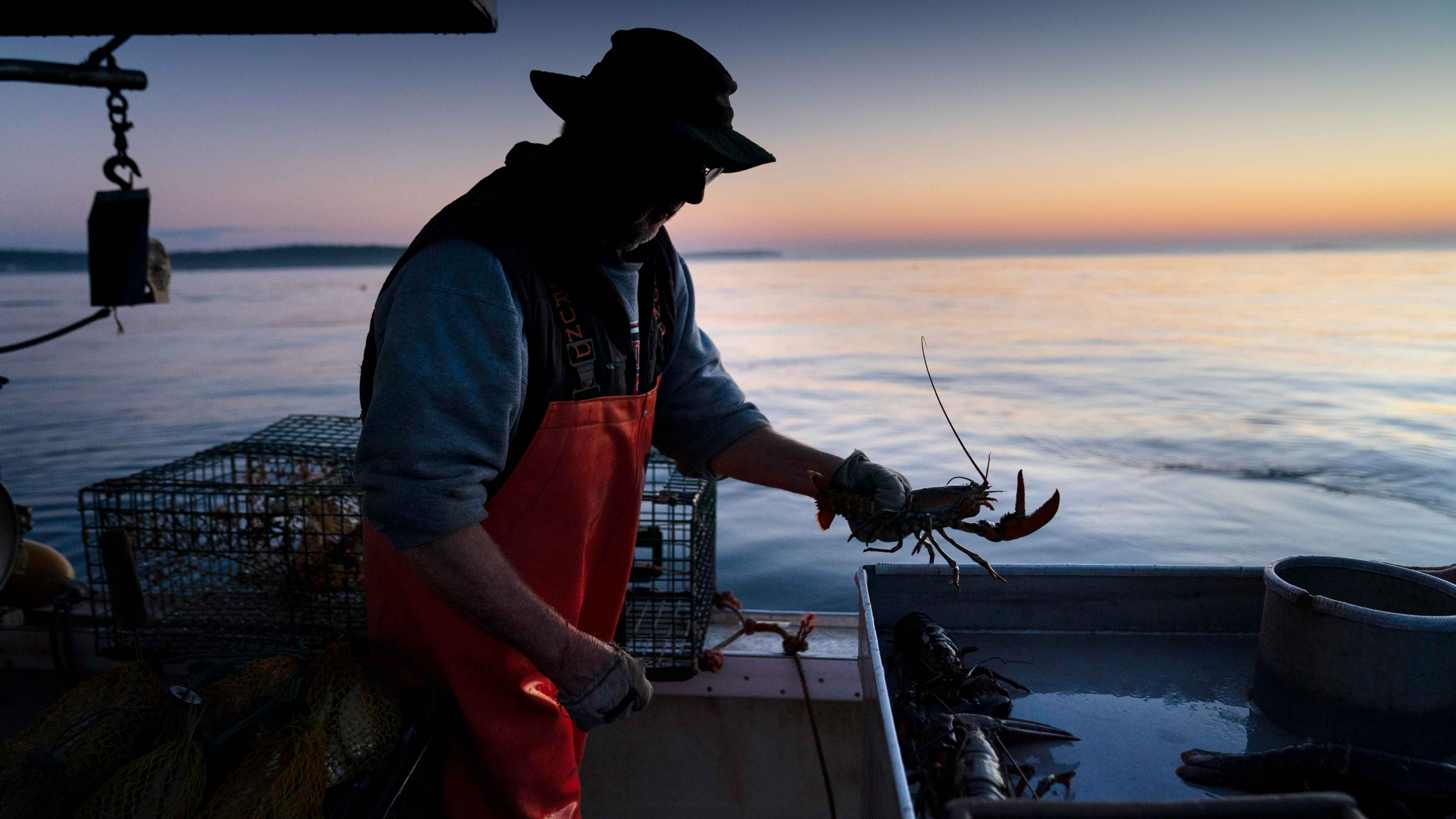 From The Lobstermen's Traps To Your Doorstep: Where Is Your