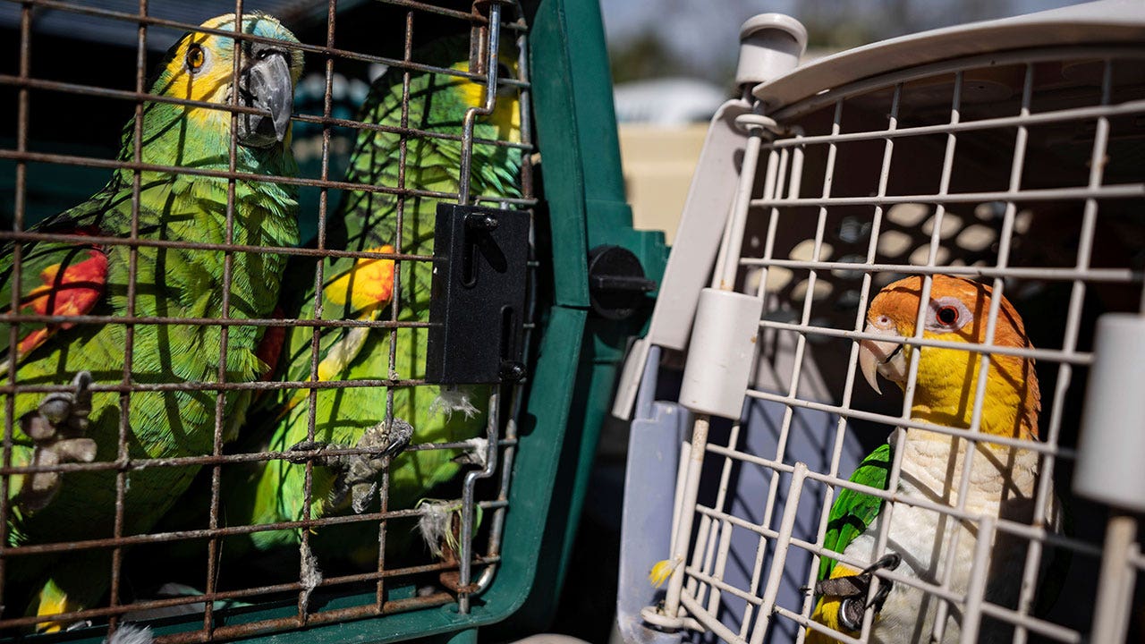 Rescuers save 275 parrots after sanctuary owners refused to evacuate from Hurricane Ian