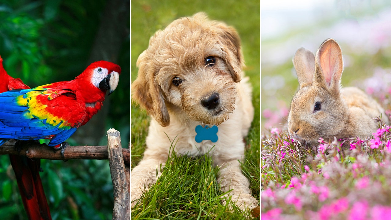 Pet quiz! How well do you know facts about these adorable pets? (iStock)
