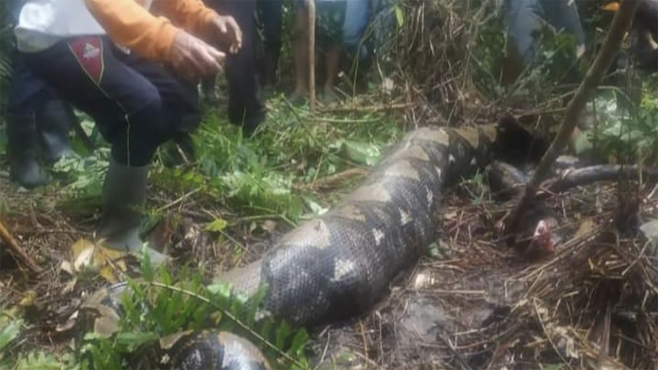 Missing Indonesian grandmother eaten alive by 22-foot python