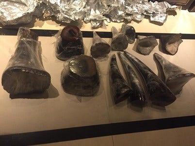 Department of Justice charges Malaysian national with trafficking over 5,000 worth of rhino horn