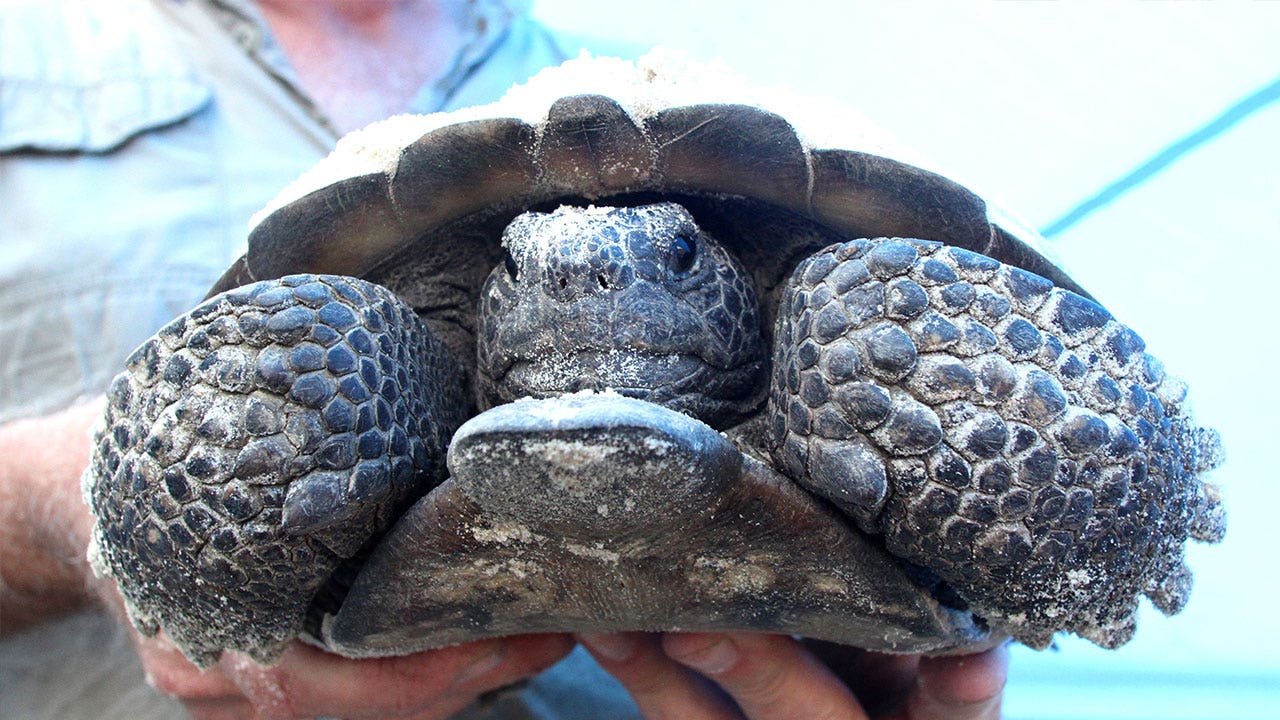 Gopher tortoises no longer threatened in most areas, government ...