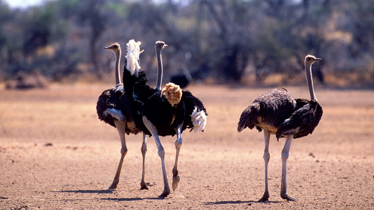 Ostriches attempt to evade police after escaping Canadian enclosure