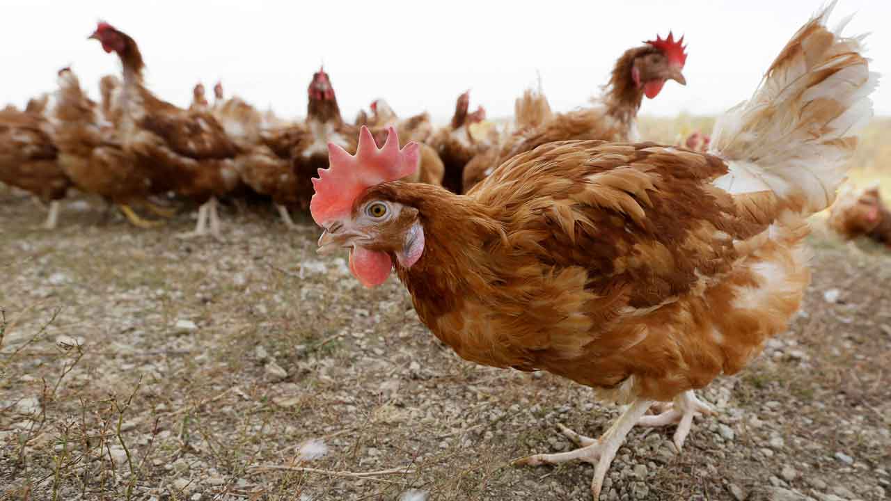 Nebraska reports state's 13th case of bird flu