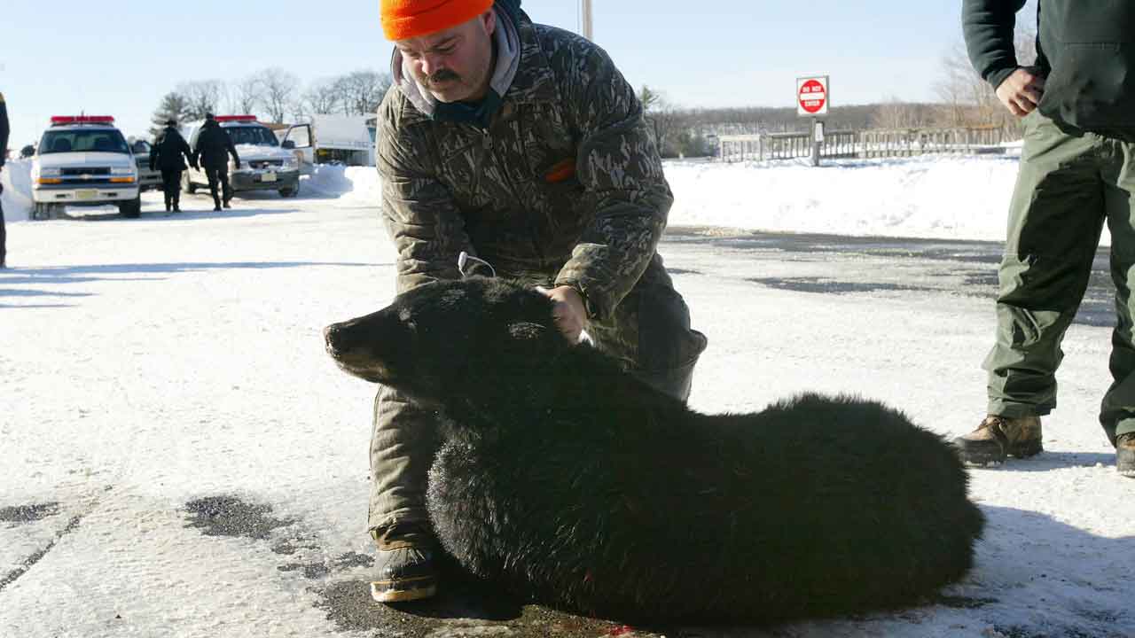 NJ hunters kill 22 black bears in state hunting event