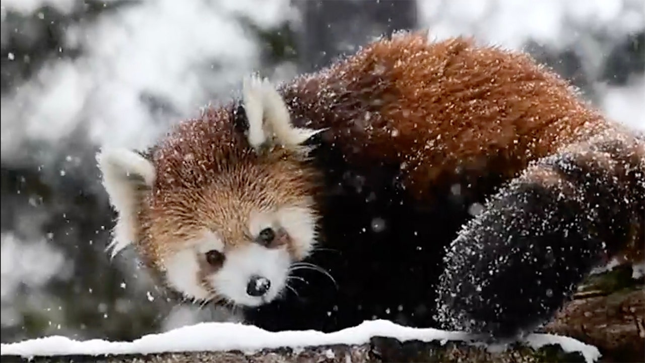 Snow For Babies