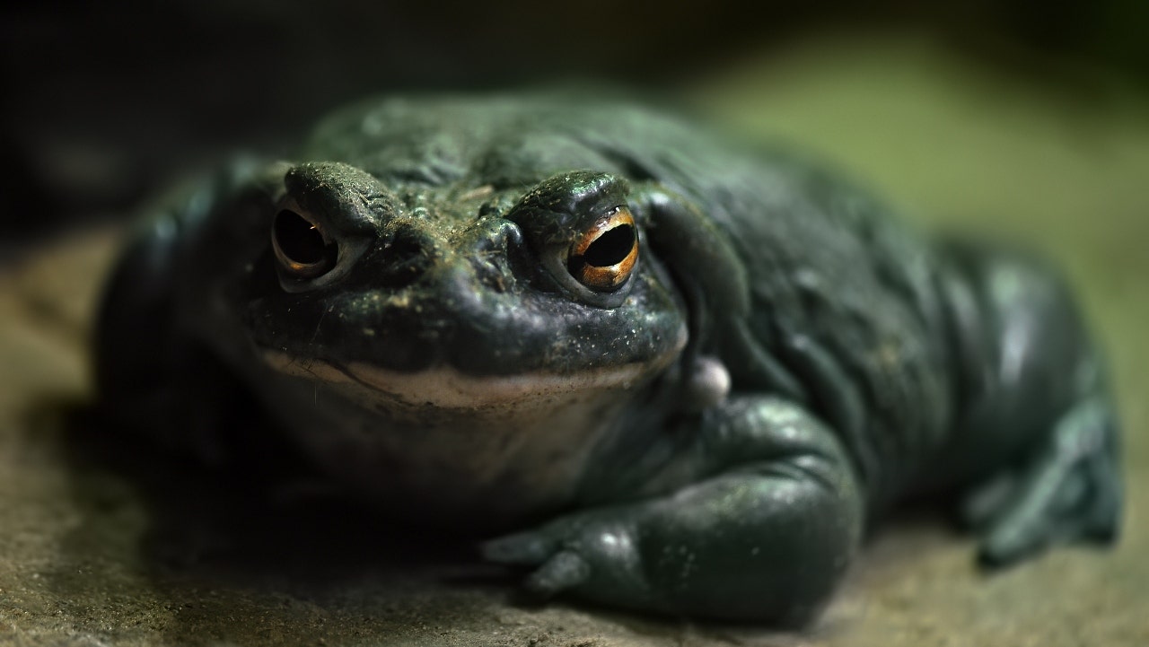 National Park Service advises to 'refrain from licking' toxic psychedelic toads