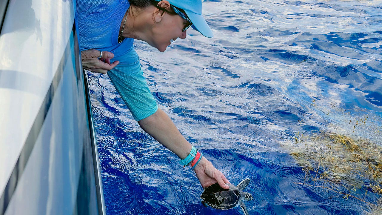 15 sea turtles rescued after Hurricane Ian released into Florida Keys