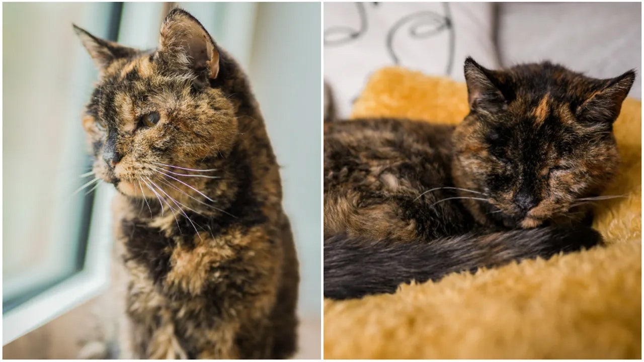 World's oldest living cat is nearly 27 and lives in England 'Special