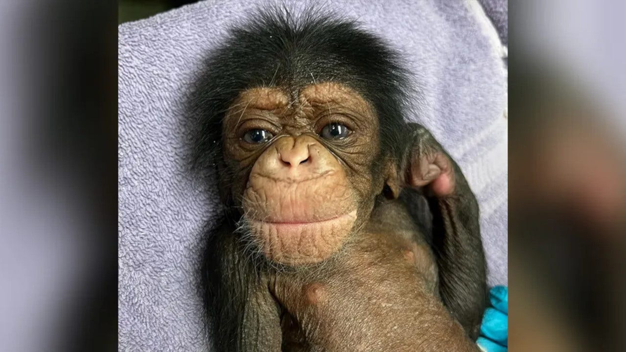 Kucheza was the Sedgewick County Zoo's newborn male chimpanzee. (Sedgewick County Zoo)