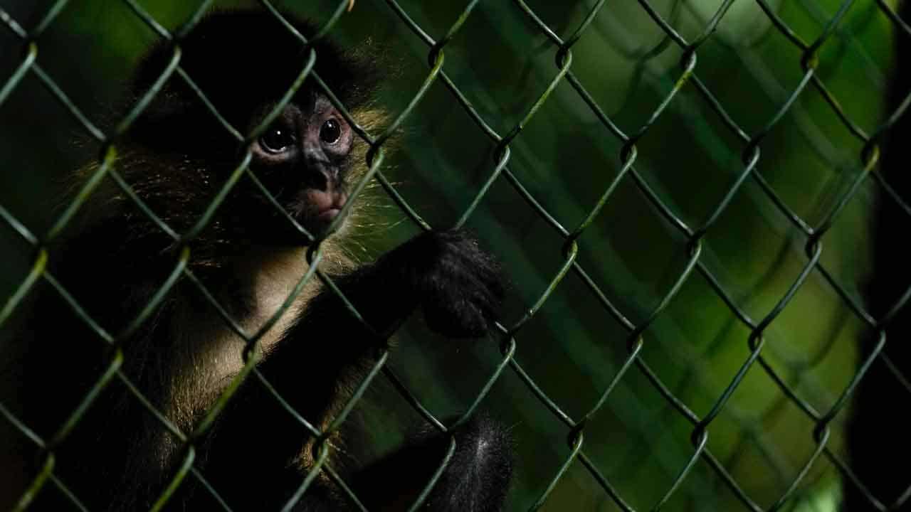Authorities in Panama raise awareness of the dangers of animal trafficking