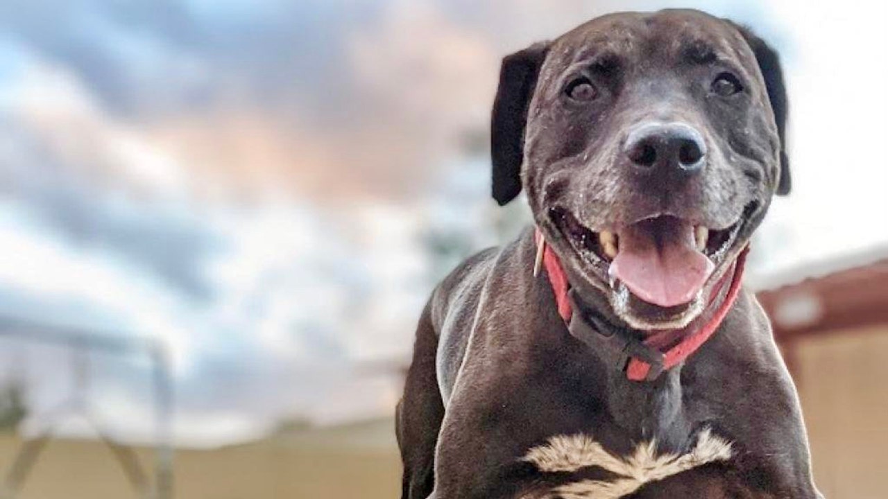 National Adopt-a-Senior-Pet Month: Nine-year-old retriever in California needs a forever family