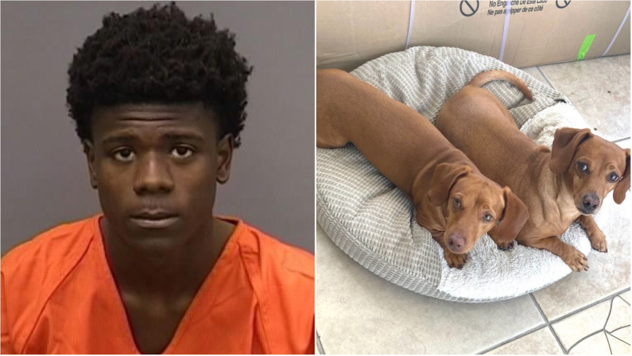 Florida man arrested for allegedly shooting two dogs, killing one, during attempted robbery: 'Cold hearted'
