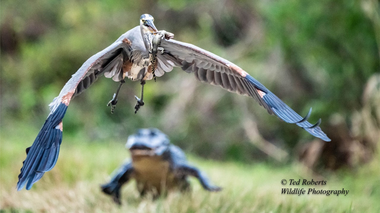Florida photographer snaps image of heron flying off with baby alligator: 'Right place at right time'