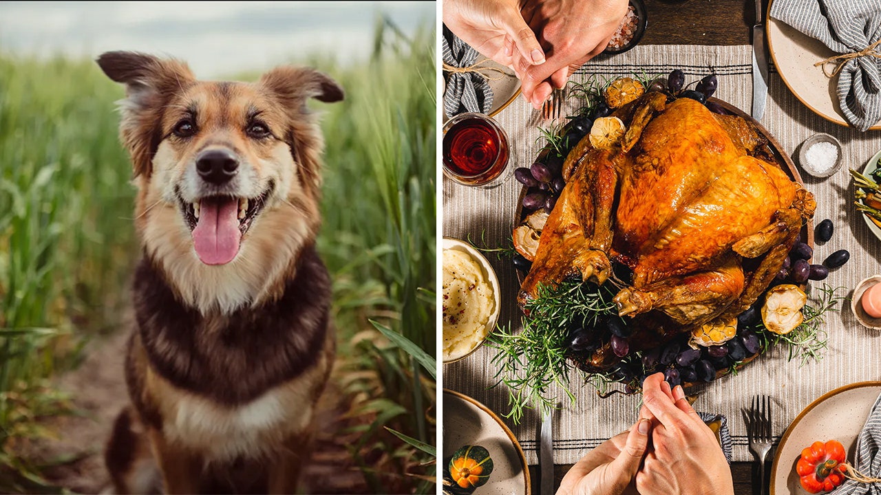 Dog that ‘sheds a lot’ causes woman to bolt from her family’s Thanksgiving dinner: Reddit users weigh in