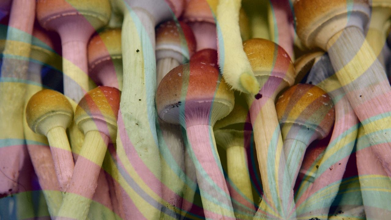 Colorado votes to decriminalize psychedelic mushrooms