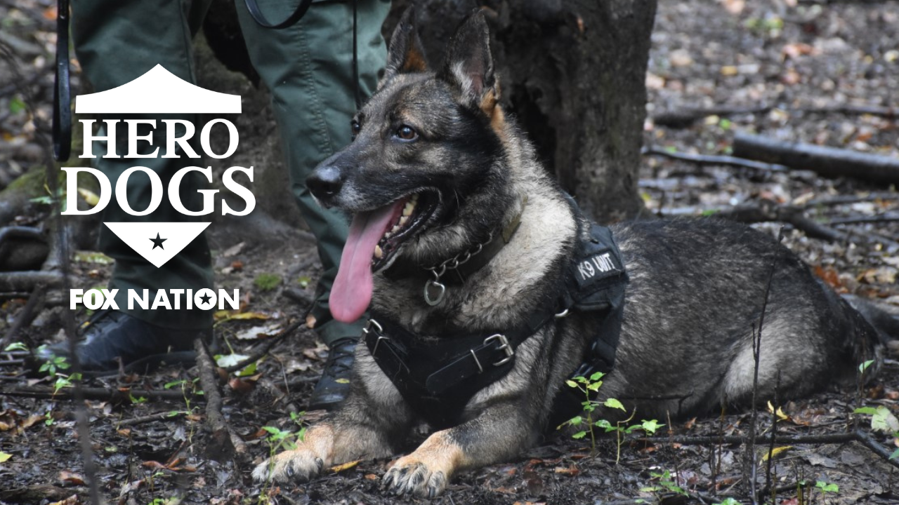 Dozens of cameras, 2 miles of fences, 100 police dogs: How Super