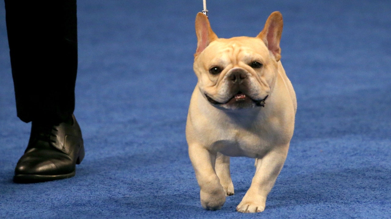 Winston the French Bulldog wins the Non-Sporting Group