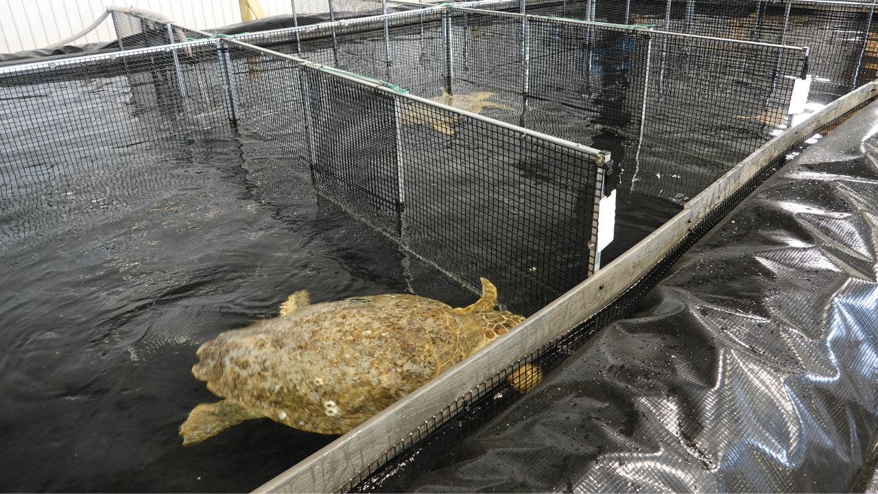 Texas aquarium acts quickly as loggerhead turtles stranded near Corpus ...