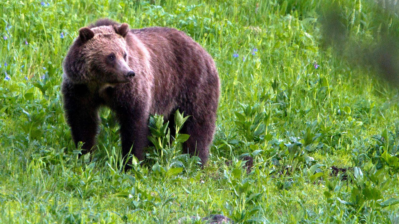 Study resumes on restoring grizzly bears to North Cascades of Washington