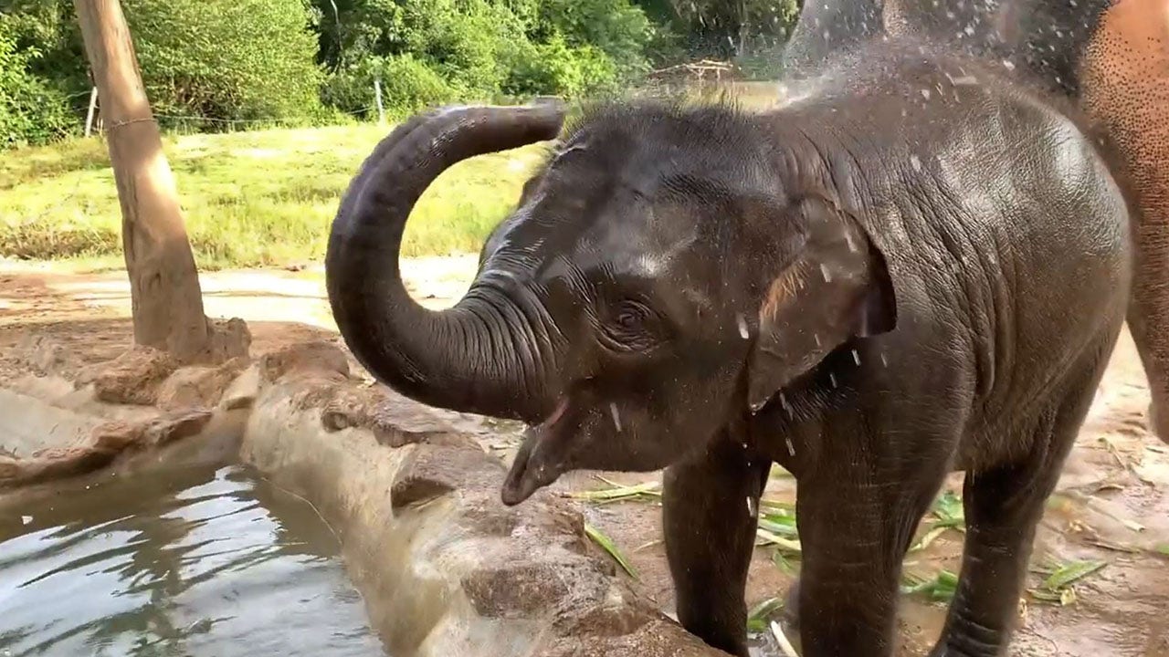 Baby Elephant Plays In A Spray Of Water For Visitors See The Adorable 