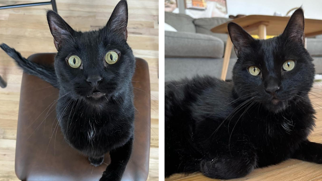 Striking black cat found underweight, dehydrated in Utah needs a new home