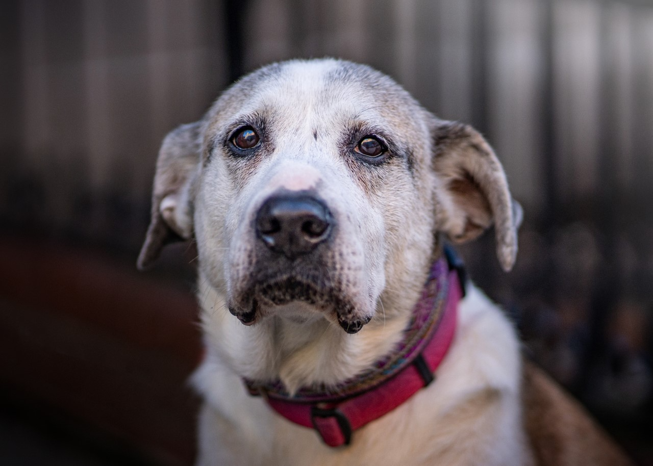 Nala the dog adopted, has new home after 2 years: FL photo