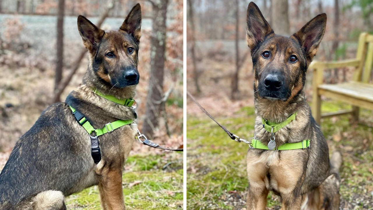 Deutscher Schäferhund zur Adoption in den Hamptons, nachdem er „hager und verängstigt“ aufgefunden wurde