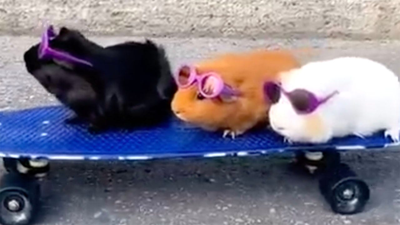 Skateboarding guinea pigs, sunglasses on, are a delightful sight: 'They bring joy'