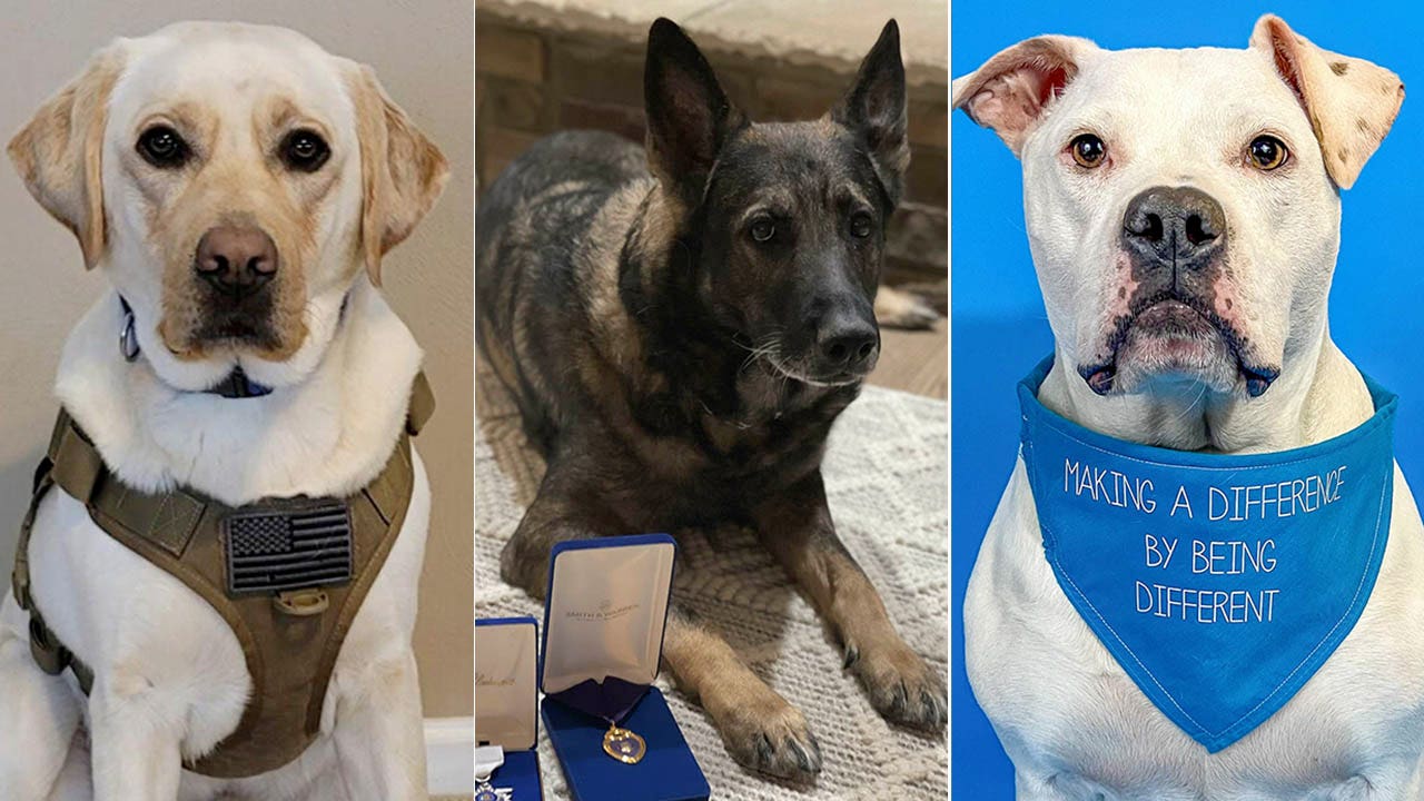 Top dog? Check out the finalists for the American Humane Hero Dog Awards 2022