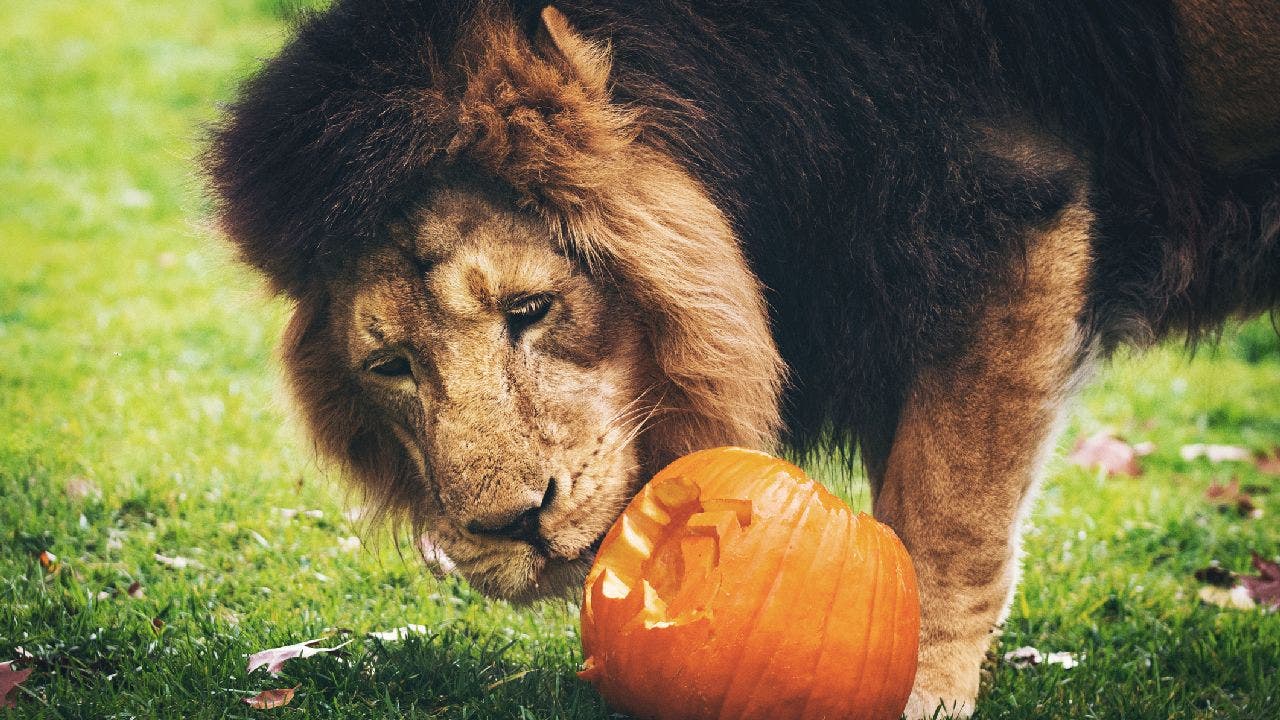 Leftover Halloween pumpkins and jack-o'-lanterns: What to do with them?