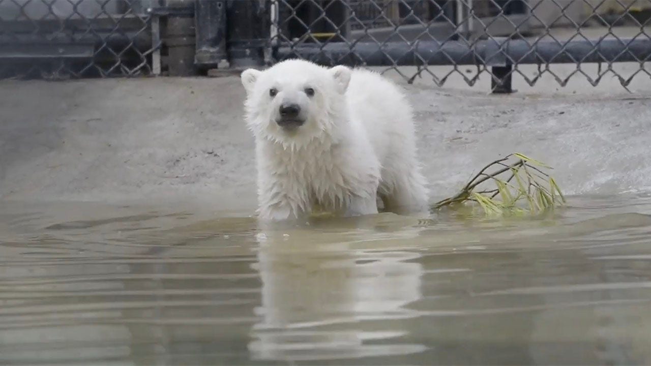 Oregon Zoo celebrates the birthdays of polar bear siblings: See the sweet video
