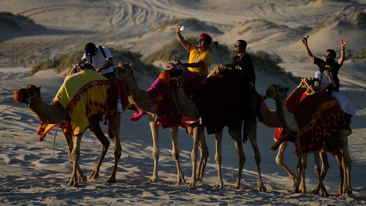 Qatar’s camels lifting the heavy load amid World Cup tourism frenzy
