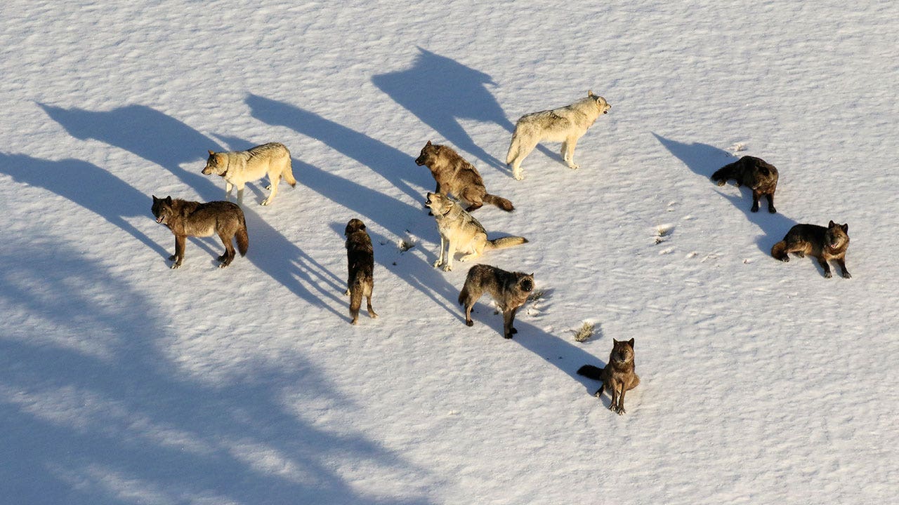 Montana judge restricts wolf hunting near Yellowstone Park