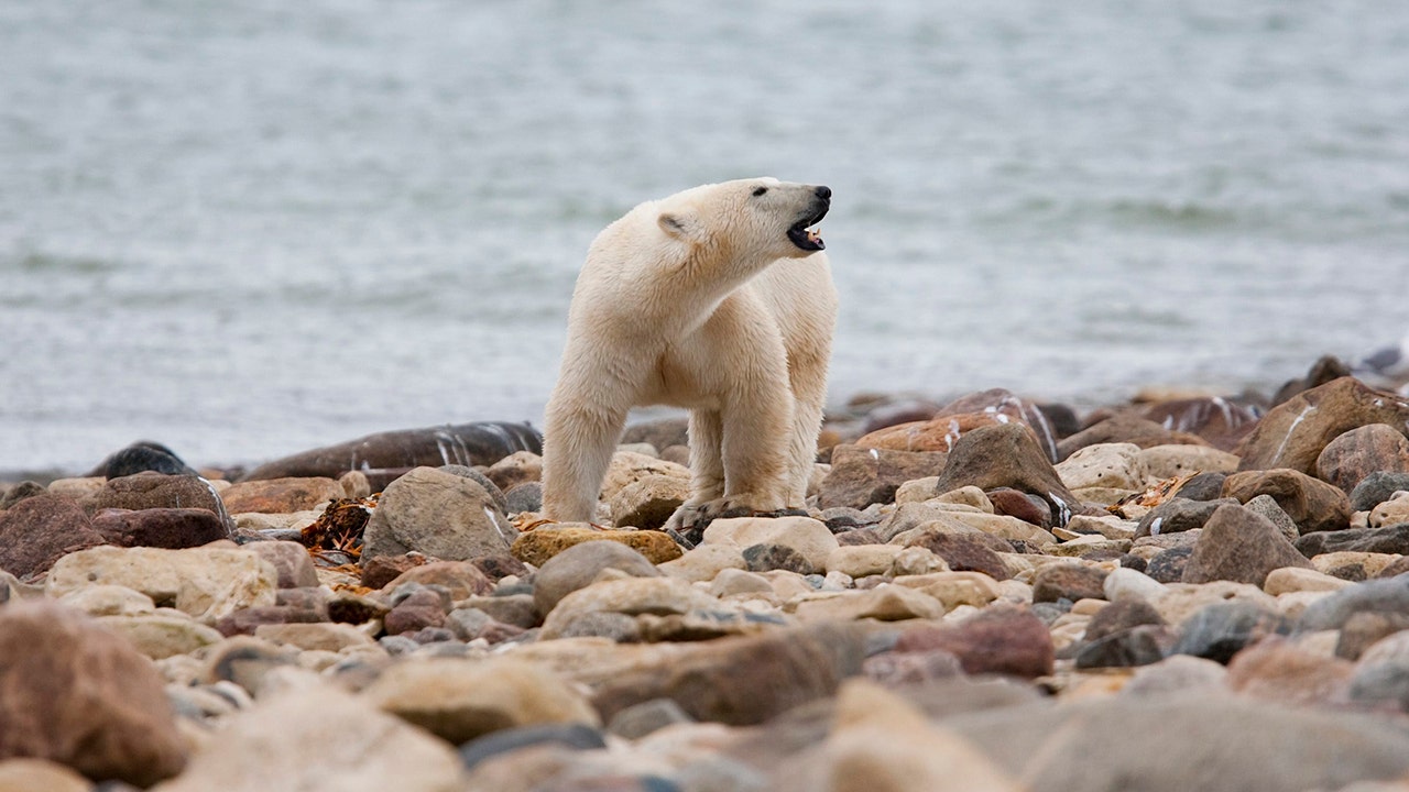 Ursos polares canadenses perto de Polar Bear Cape estão morrendo em um ritmo alarmante, segundo um novo estudo